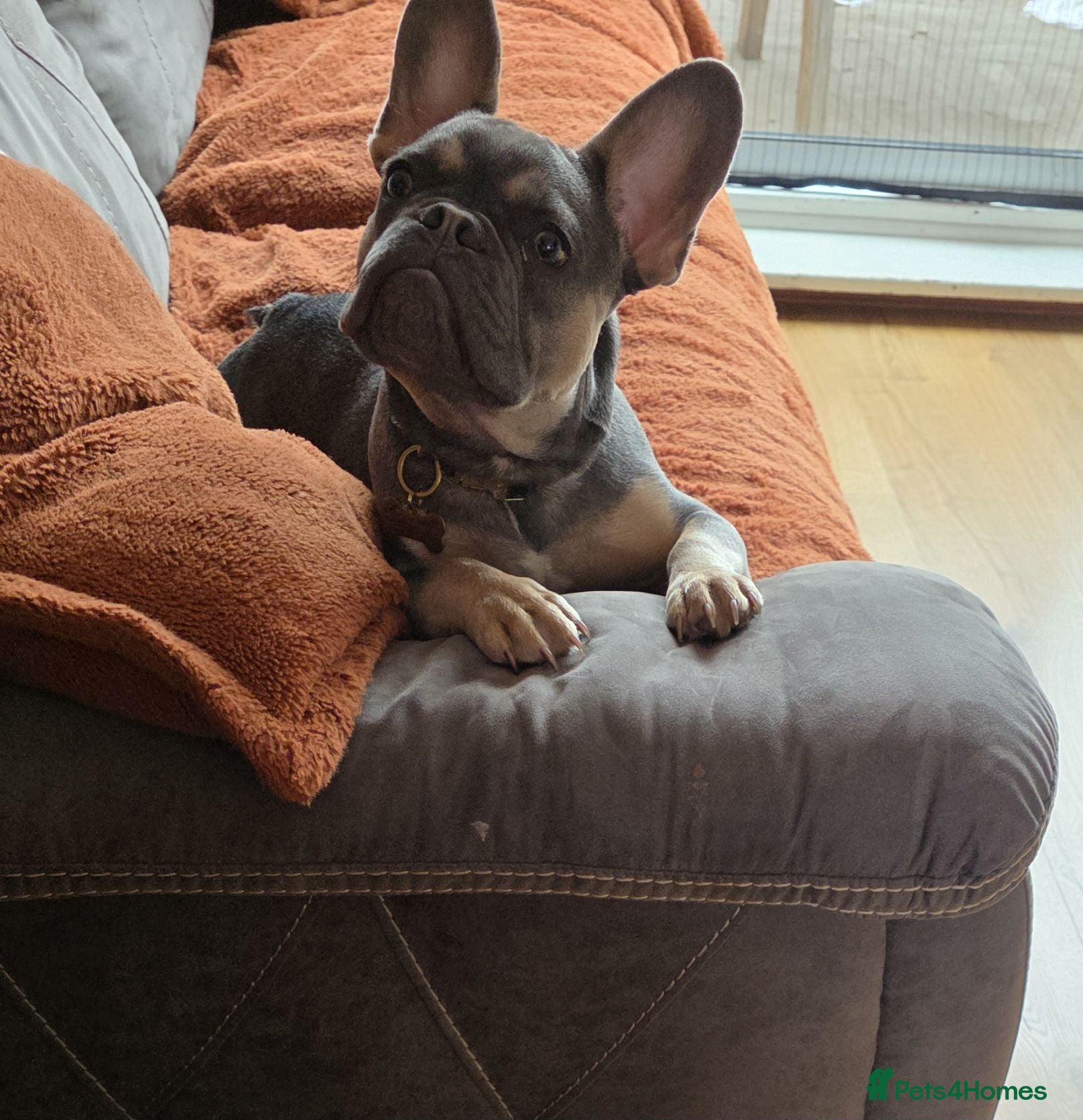 French Bulldog dogs French bulldog - Advert 2