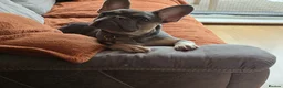 French Bulldog dogs for sale: French bulldog in Sleaford - Advert 1