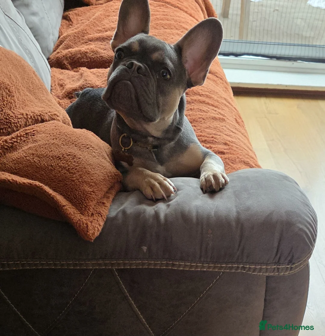 French Bulldog dogs for sale: French bulldog in Sleaford - Advert 1