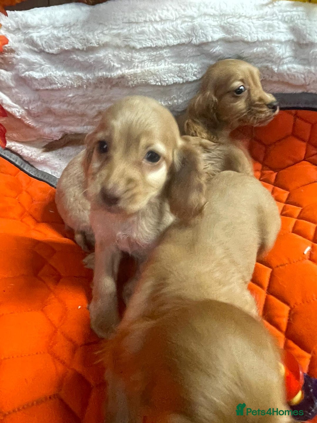 Cocker Spaniel dogs for sale: Stunning red cocker spaniel pups - Image 5