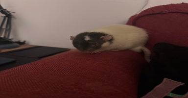 Rat rodents - Advert 14