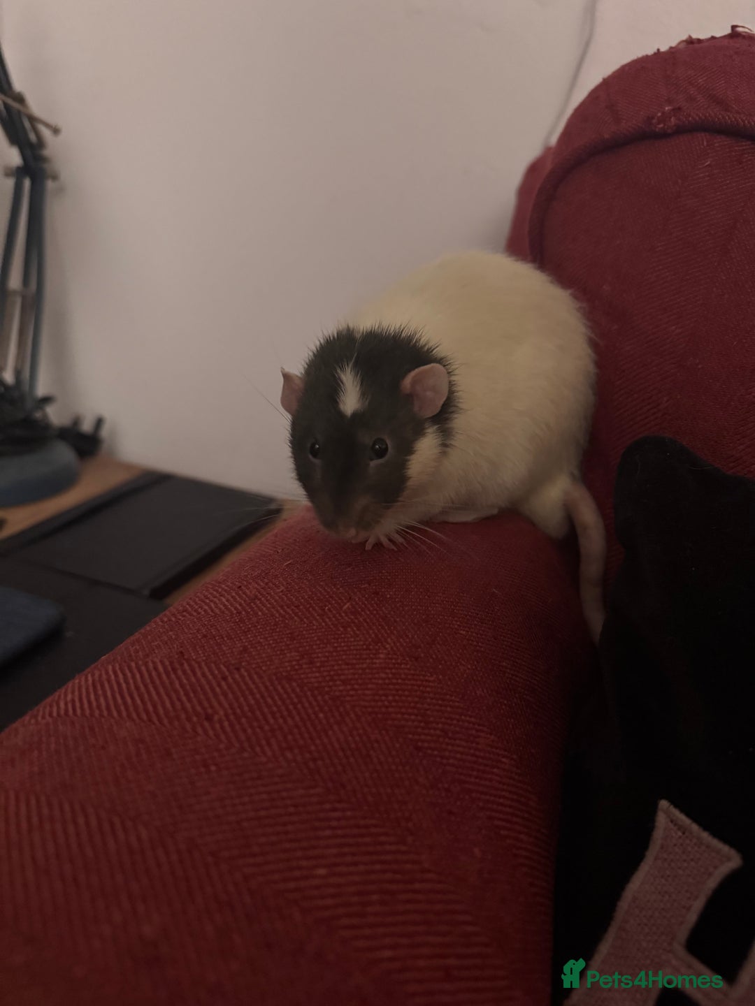 Rat rodents for sale: Male Fancy Rat for sale  - Image 2