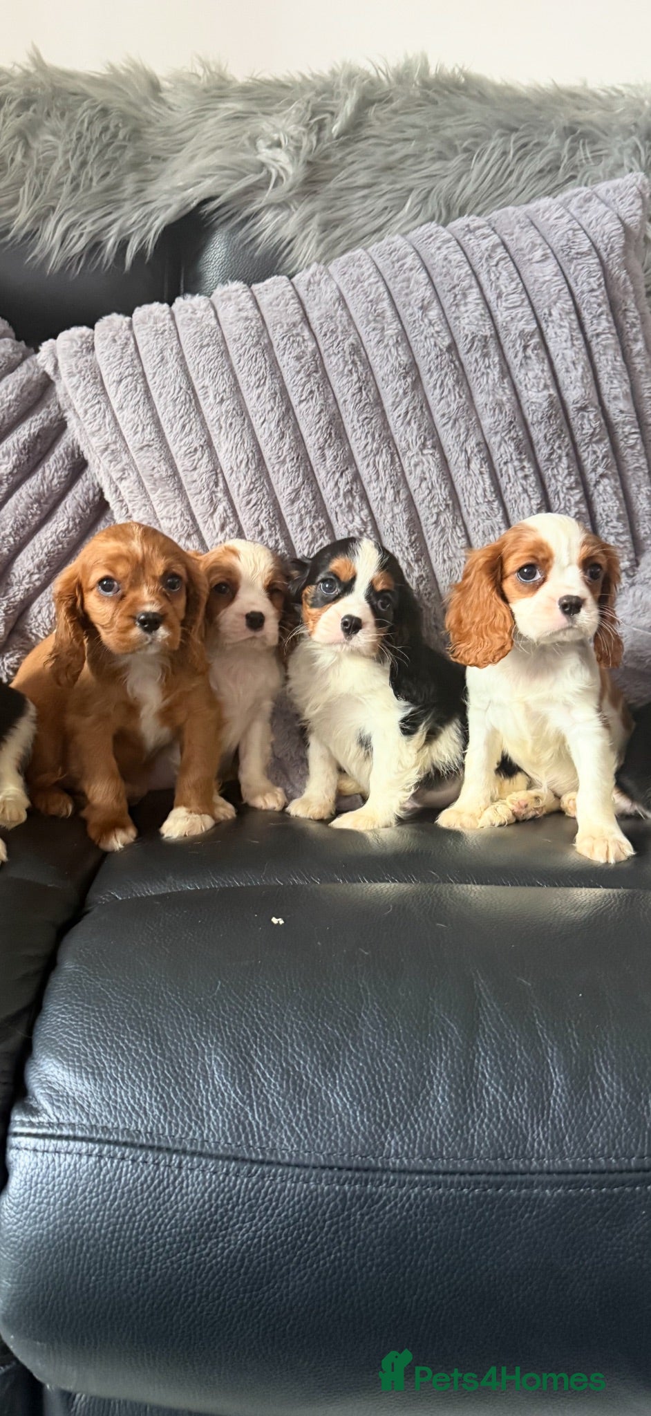 Cavalier King Charles Spaniel dogs Kc cavalier puppies dna clear  - Advert 1