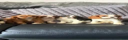 Cavalier King Charles Spaniel dogs for sale: Royal kennel club cavalier puppies dna clear - Advert 3