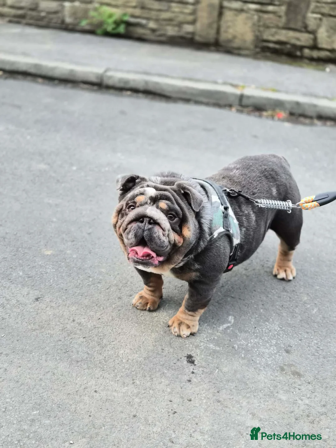 English Bulldog dogs for sale: Quality male for sale - Advert 5