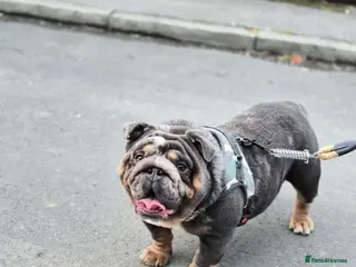 English Bulldog dogs Quality male for sale - Advert 6