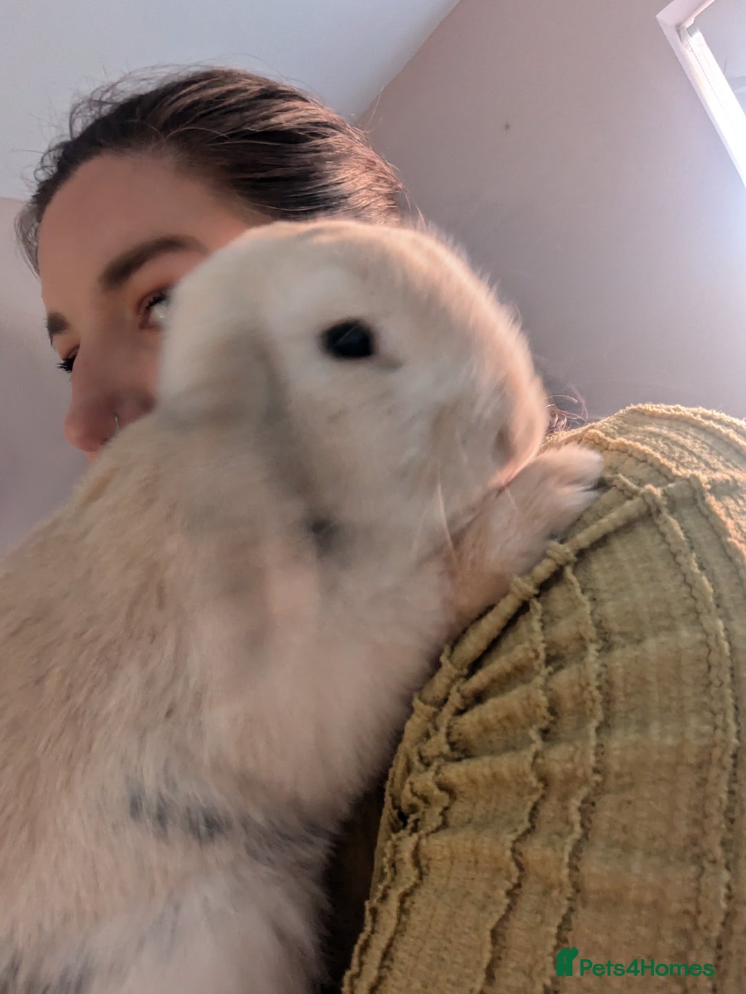 Mixed Breed rabbits for sale: Pair of Bonded Rabbits - Advert 6