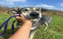 Mixed Breed dogs for adoption: Shirley - Norwich Norfolk  - Image 7