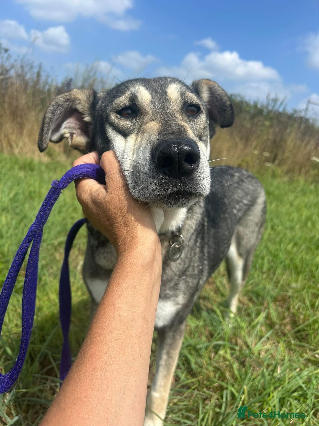 Mixed Breed dogs for adoption: Shirley - Norwich Norfolk  - Image 7