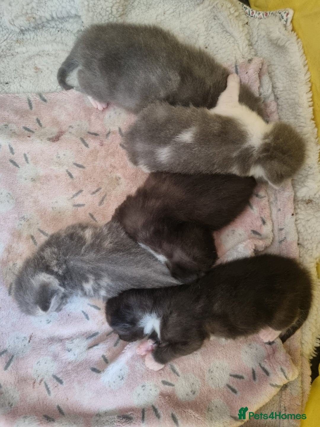 British Shorthair cats for sale: 3 beautiful kittens ready for forever homes - Image 11
