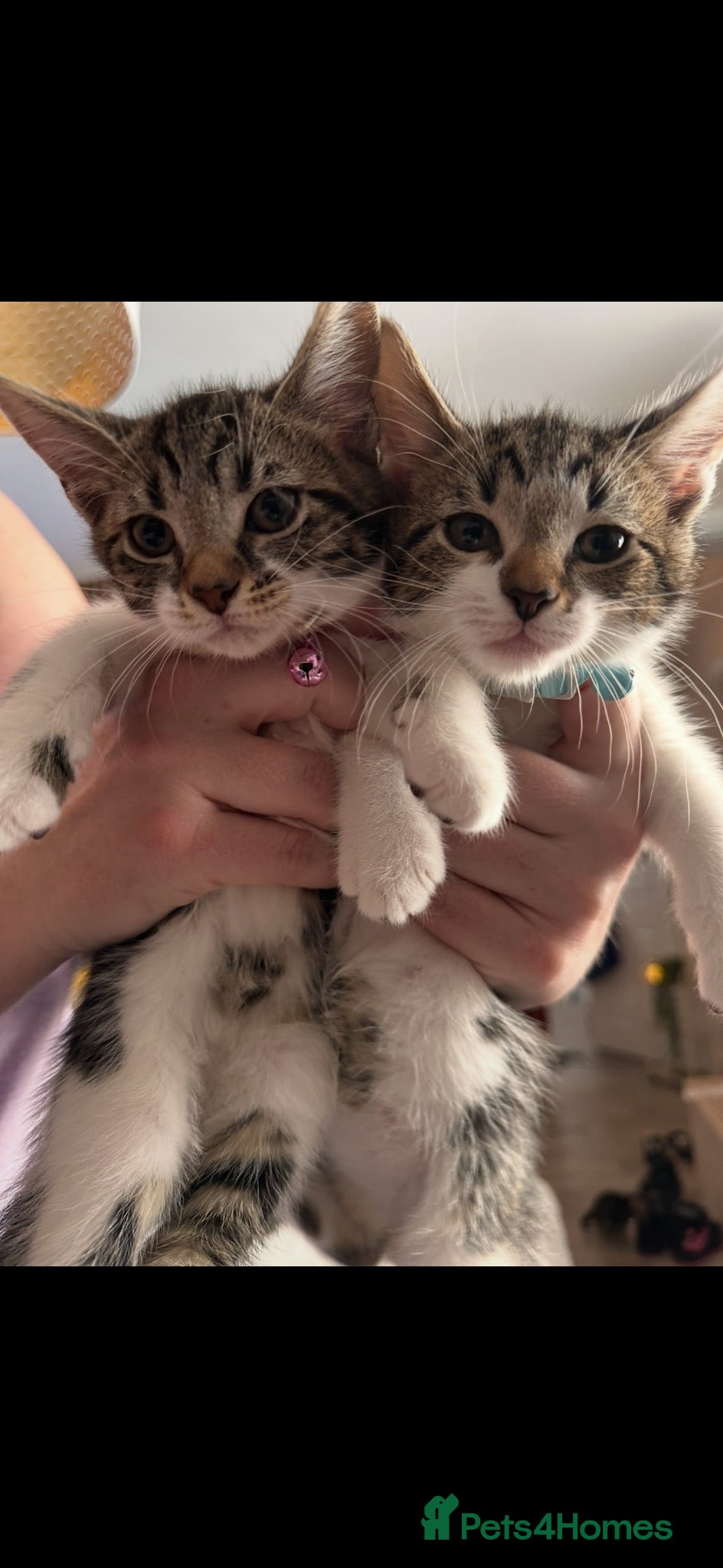 Mixed Breed cats 3 babies  left. Ready to go now! 1girl 2boys  - Advert 1