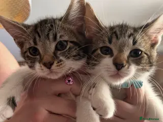 Mixed Breed cats Last 2 remaining (1girl and 1boy) - Advert 1