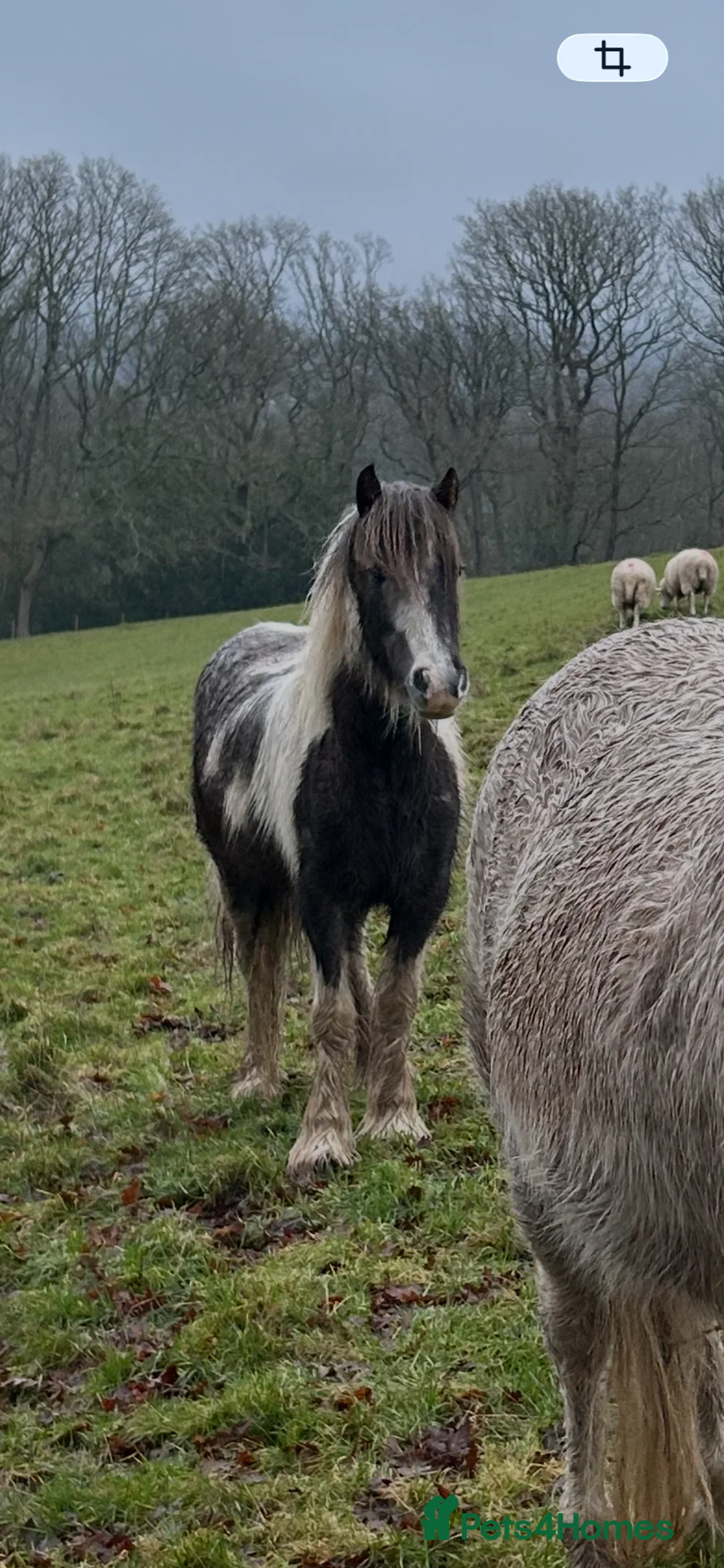 Irish Cob horses for sale: Beautiful Cob Filly  in Bromsgrove - Advert 2
