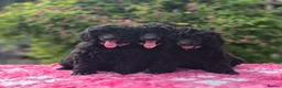 Miniature Poodle dogs for sale: Gorgeous Miniature Poodles - Advert 6