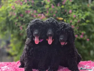 Miniature Poodle dogs Gorgeous Miniature Poodles - Advert 5