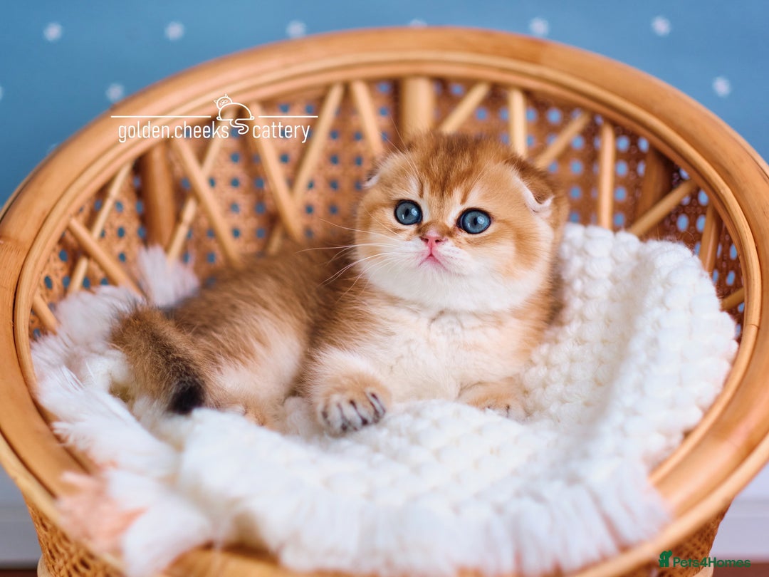 Scottish Fold cats for sale: Show Quality Scottish Kittens - Advert 7