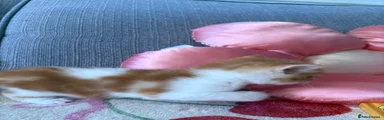 Domestic Shorthair Kitten 1