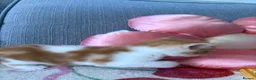 Domestic Shorthair cats for sale: 3x kittens available for loving forever home - Advert 5