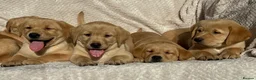 Labrador Retriever dogs for sale: Beautiful litter of KC reg Labrador puppies  - Advert 15