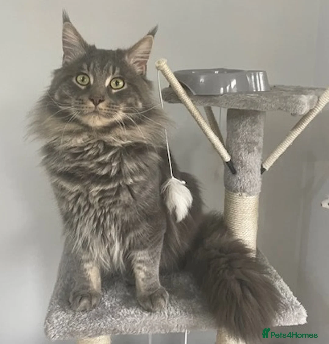Maine Coon cats for sale: 💙 Big Boy Bertie 💙 - Advert 6