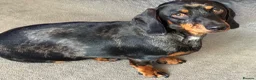 Dachshund dogs for stud: Male Dachshund for stud in Saltburn-by-the-Sea - Advert 2