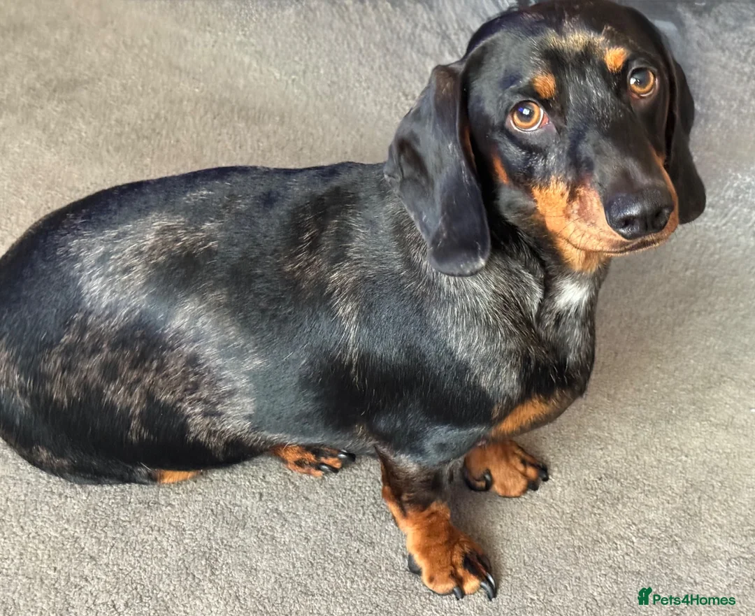 Dachshund dogs for stud: Male Dachshund for stud in Saltburn-by-the-Sea - Advert 2