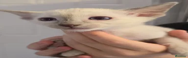 Siamese Kitten 1