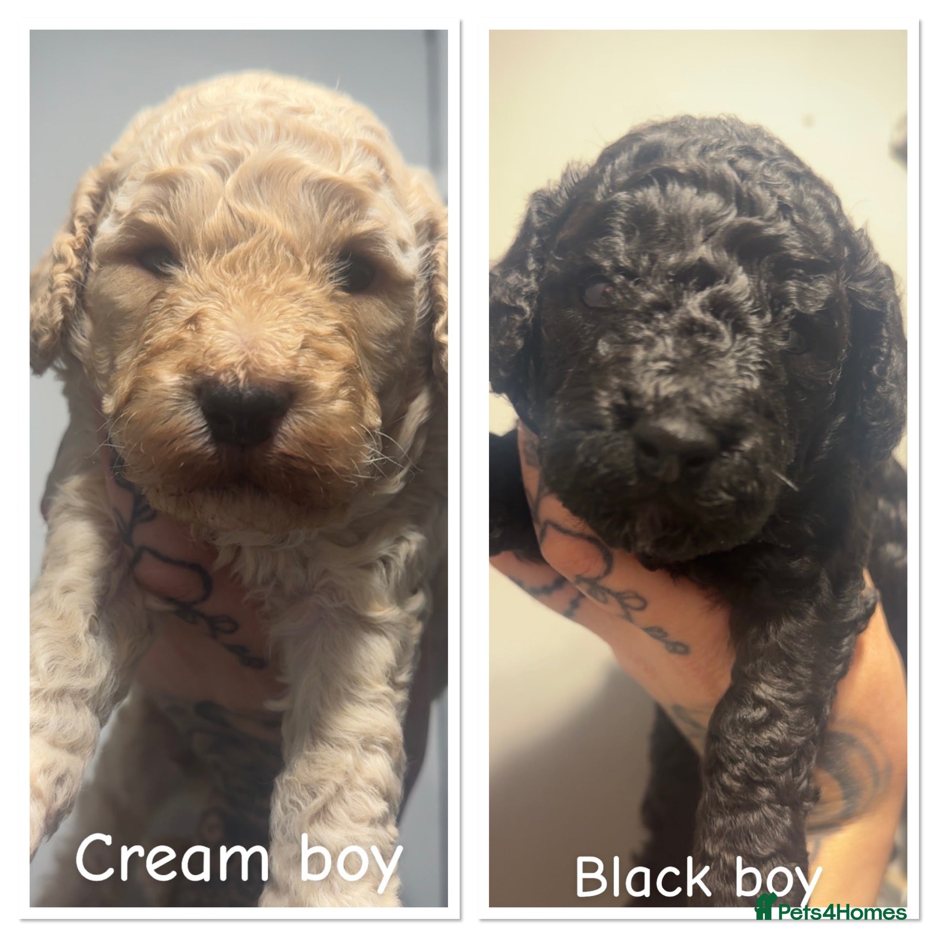 Miniature Poodle dogs Poodle puppies for sale ready November Last 2 Boys - Advert 11