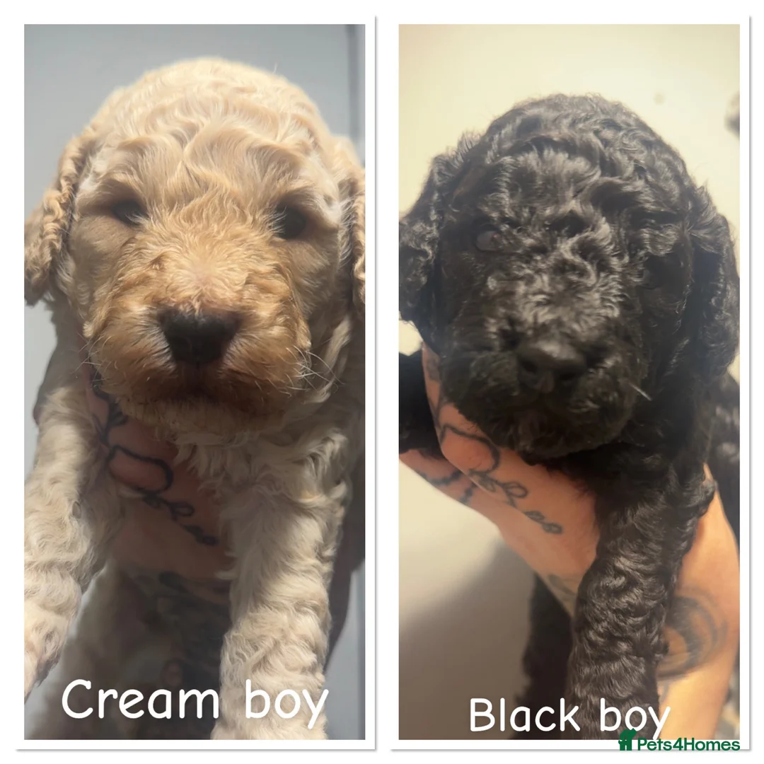 Miniature Poodle dogs for sale: Poodle puppies for sale ready November Last 2 Boys - Advert 1