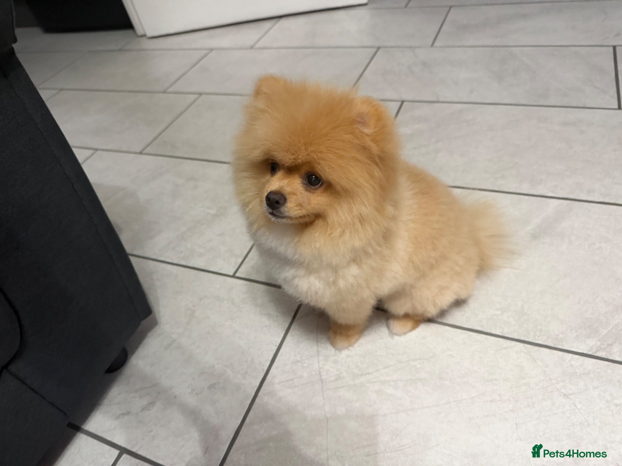 Pomeranian dogs Pomeranian pup - Advert 5