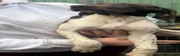 German Shorthaired Pointer dogs for sale: German shorthaired puppies in Kilmarnock - Advert 6