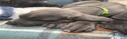 Great Dane dogs for sale: Ready to go! Blue Great Danes - 2 Girls Remaining! - Advert 11