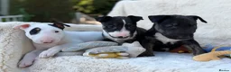 English Bull Terrier dogs for sale: Champion Bloodline English Bull Terrier Puppies - Advert 1