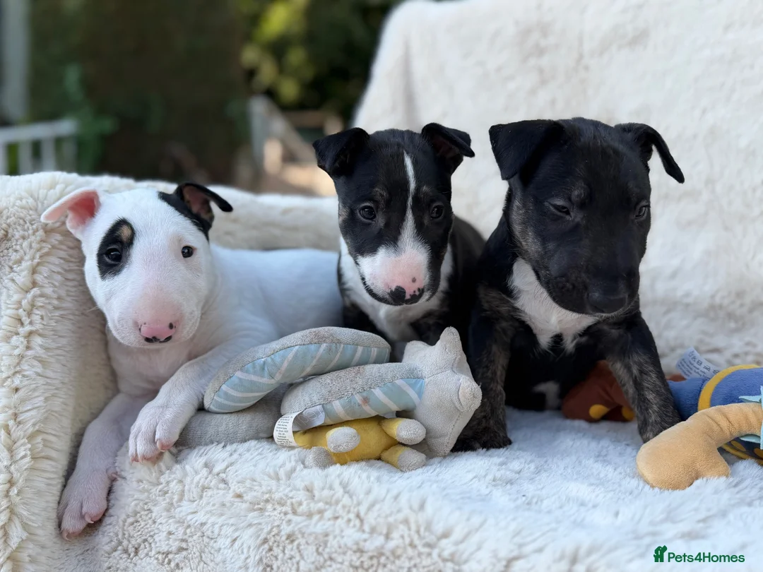 English Bull Terrier dogs for sale: Champion Bloodline English Bull Terrier Puppies - Advert 1