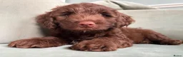 Mixed Breed dogs for sale: cockerpoo  - Advert 24