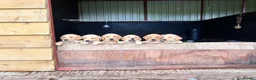 Labrador Retriever dogs for sale: 2 male Labradors - Advert 13