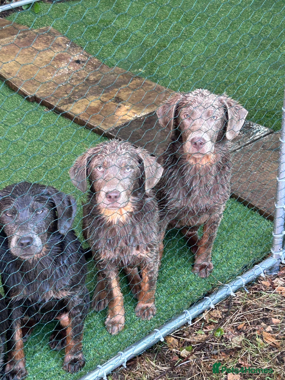 Labrador Retriever dogs for sale: Absolutely stunning charcoal/silver Labrador pups - Image 19