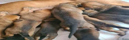 Belgian Shepherd Dog dogs for sale: Belgian malinois x german shepherd  - Advert 14