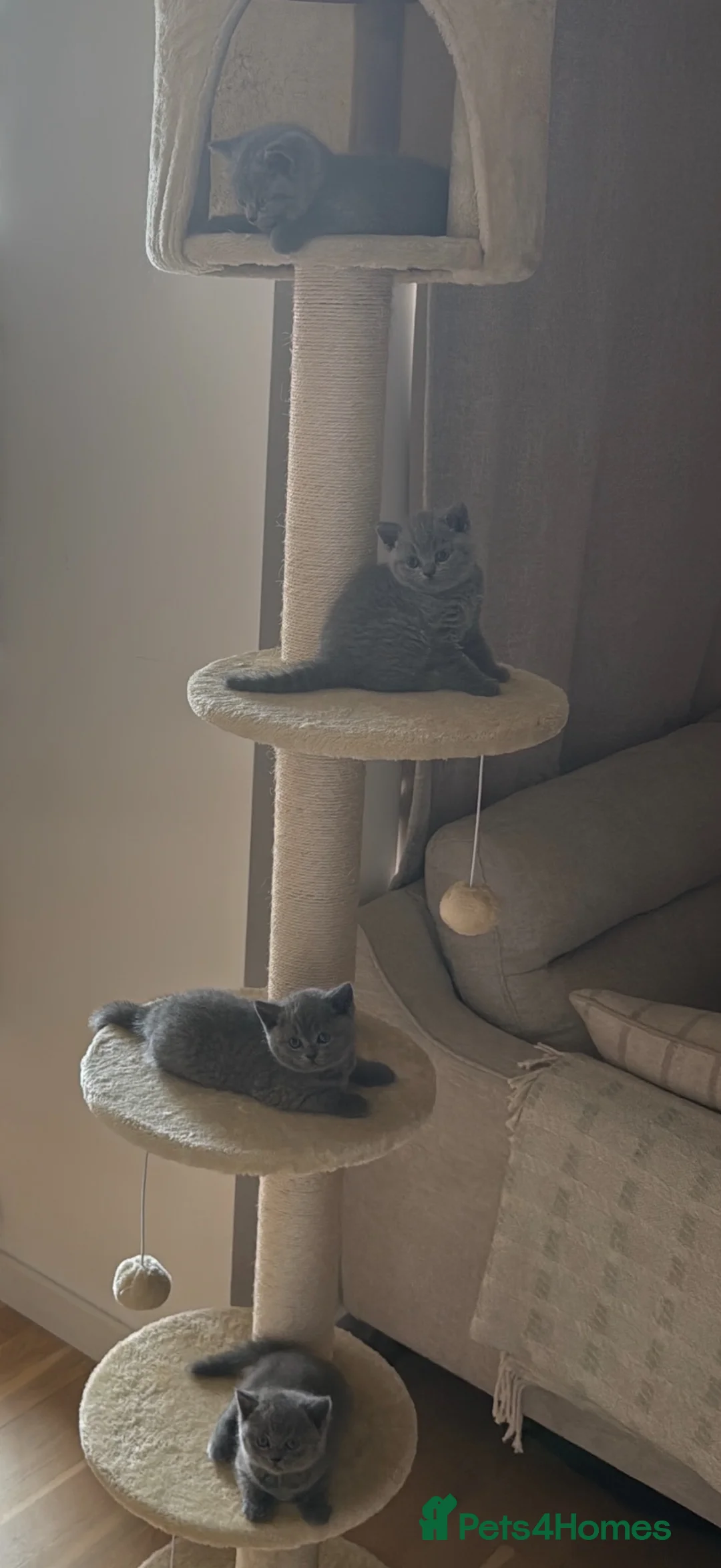 British Shorthair cats for sale: British Shorthair Kittens - Advert 2