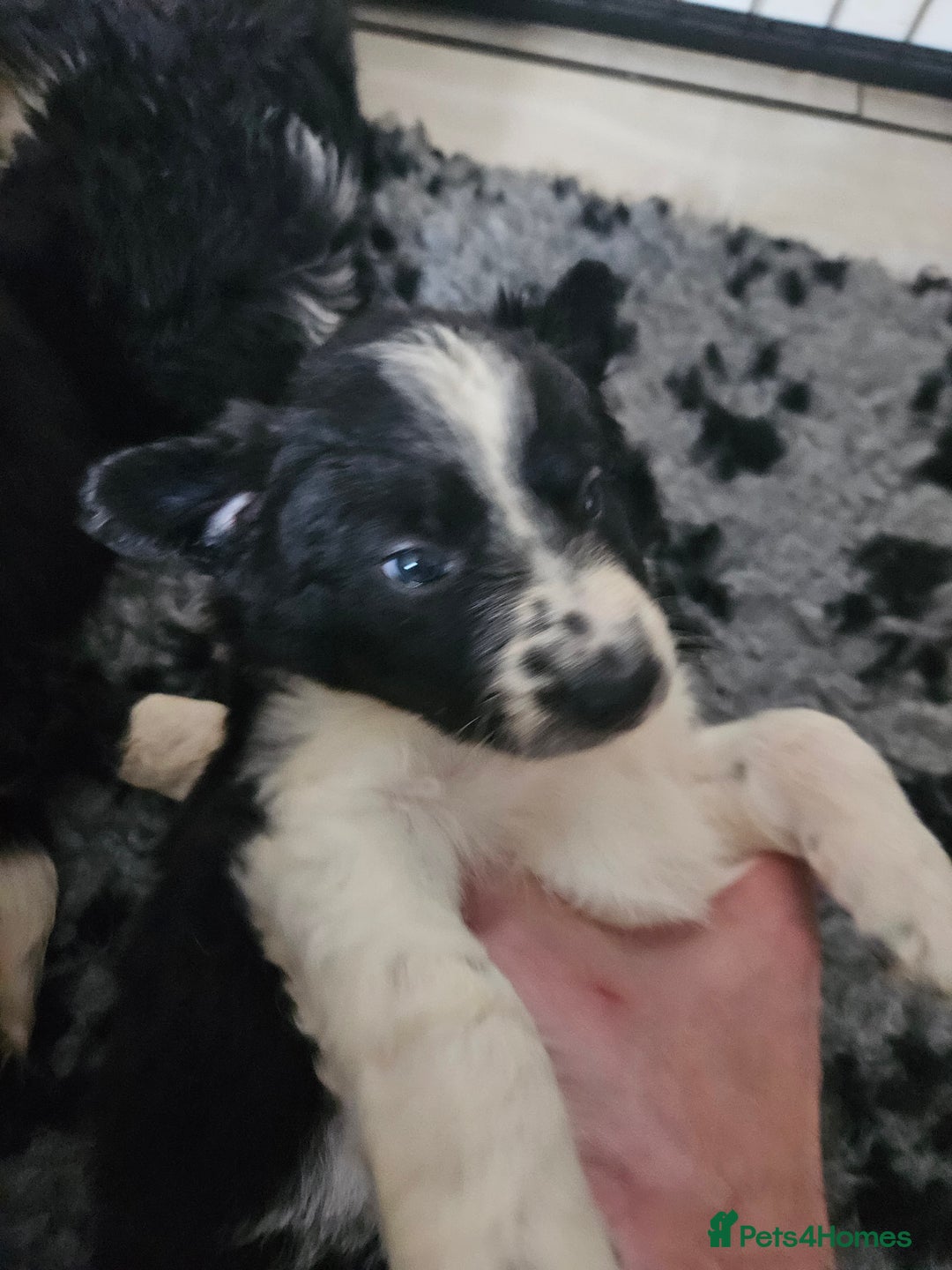 Border Collie dogs for sale: 6 Border collie pups - Advert 8
