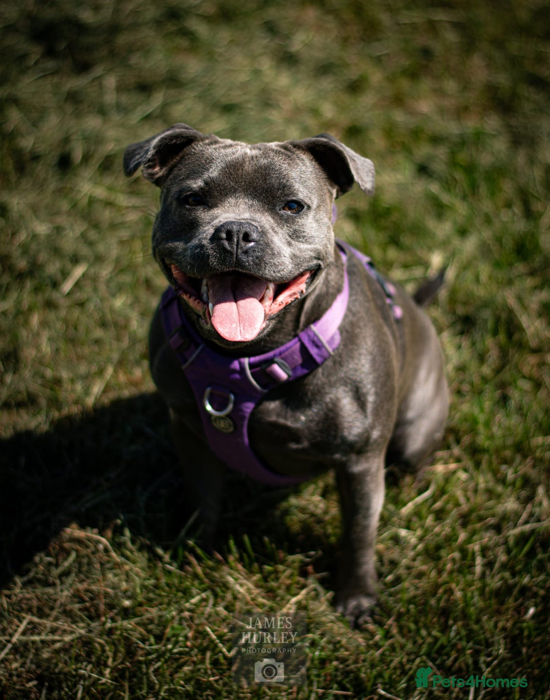 Staffordshire Bull Terrier dogs for sale: Amazing blue Staffordshire bull terrier puppies  in Stoke-on-Trent - Image 2