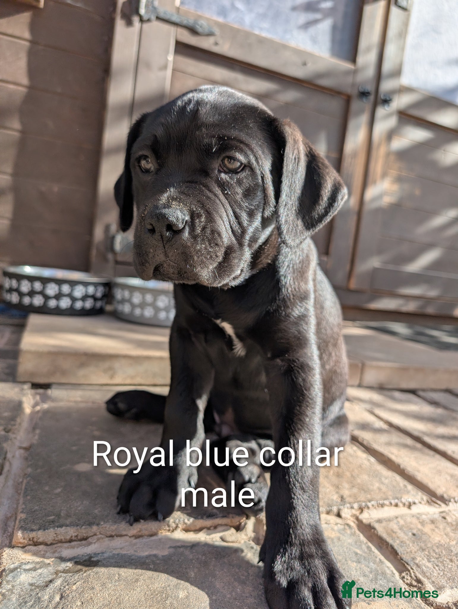 Cane Corso dogs Cane corso puppies  - Advert 3