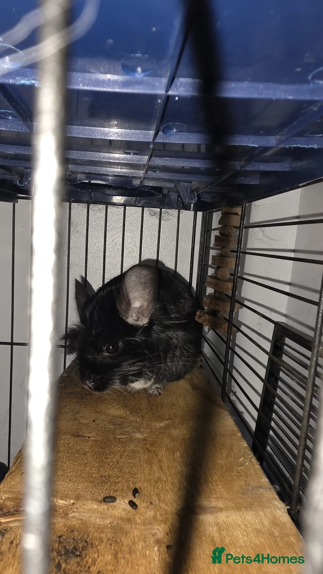 Chinchilla rodents for sale: Chinchillas for sale  - Advert 3