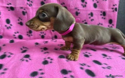 Miniature Dachshund dogs for sale: Gorgeous miniature dachshund puppies - Image 13
