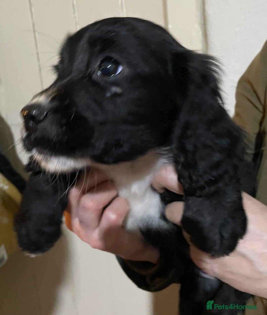 Sprocker dogs for sale: Sprocker pups - Advert 5