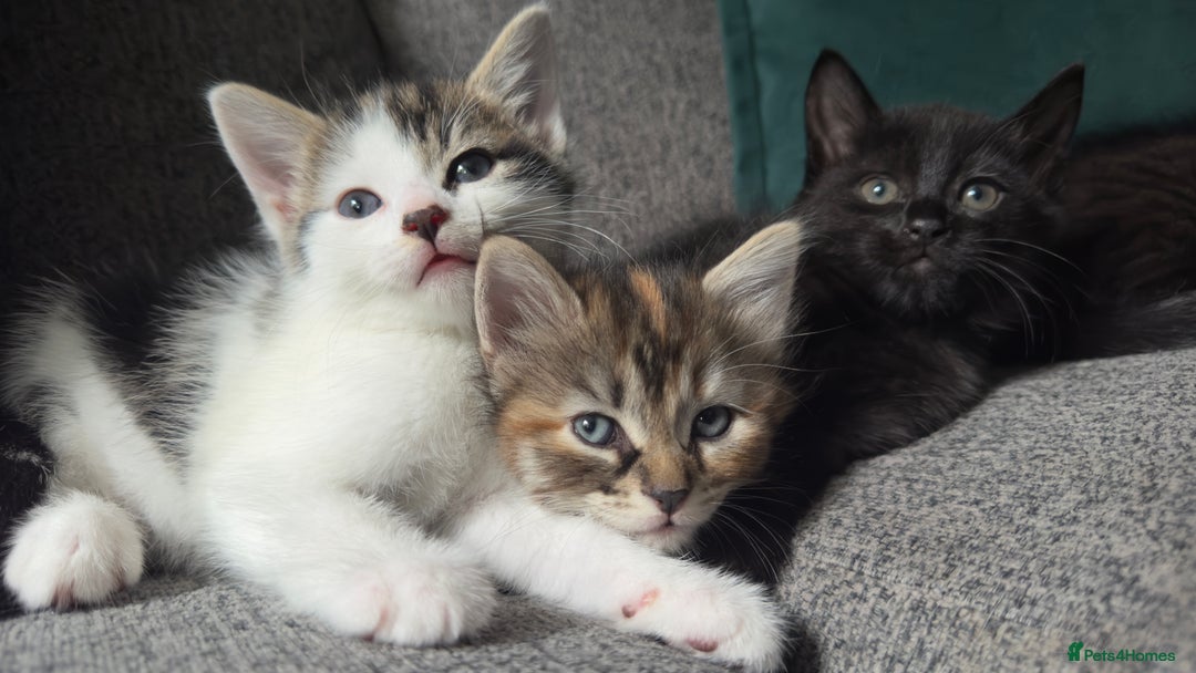 Mixed Breed cats for sale: Beautiful kittens!!!!! READY from 7/08/25 - Image 28