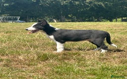 Border Collie dogs for sale: BORDER COLLIE PUPS 1 BOY LEF - Image 3