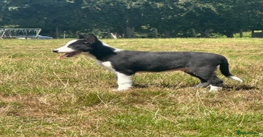 Border Collie dogs - Advert 6
