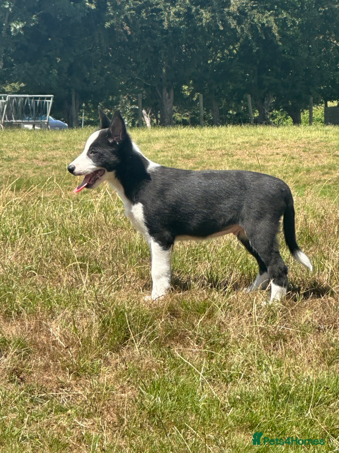 Border Collie dogs for sale: BORDER COLLIE PUPS 1 BOY LEF - Image 3