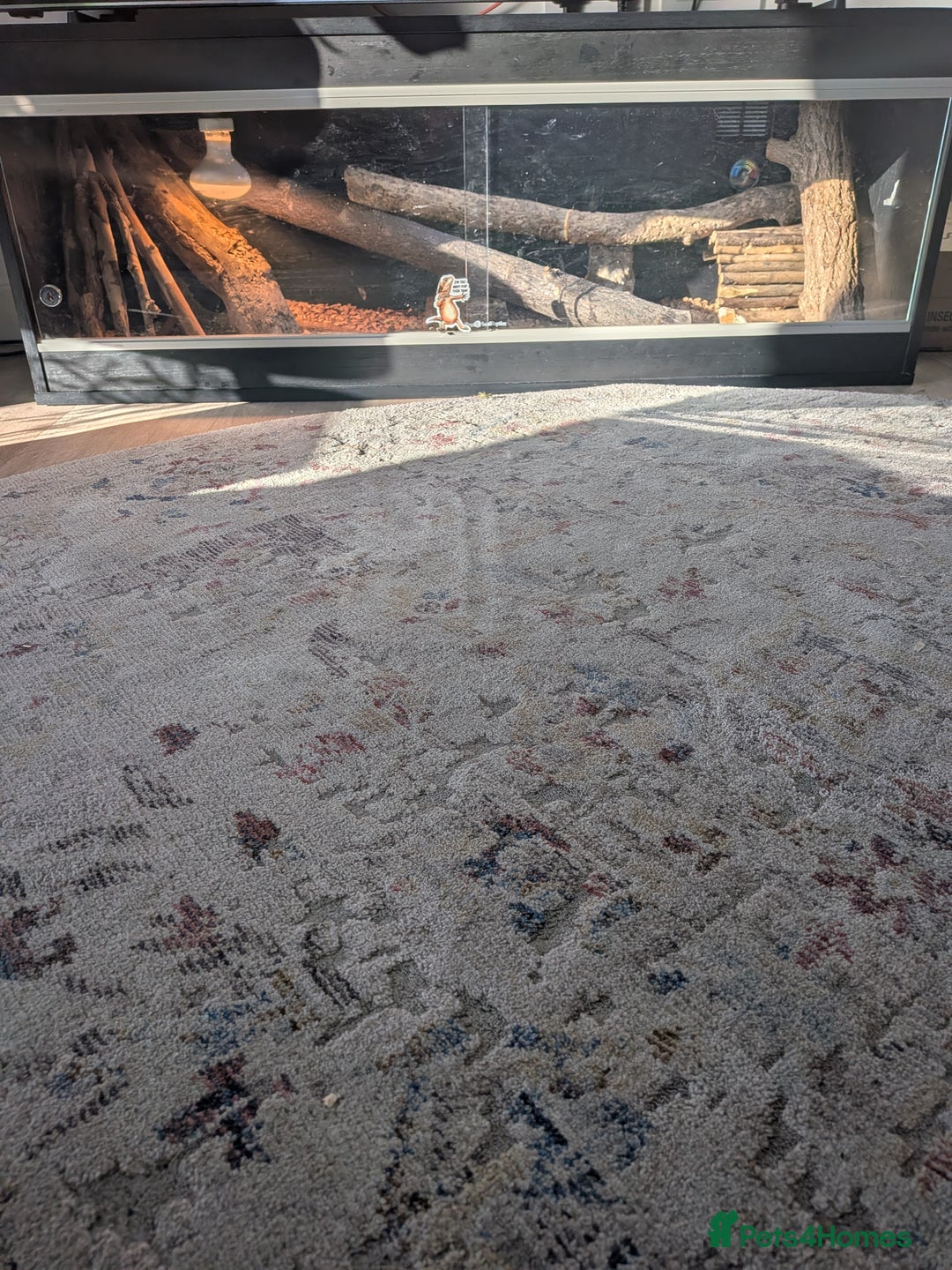 Bearded Dragon reptiles for sale: Beardie  - Advert 7